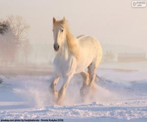 Puzzle Άλογο τρέχοντας στο χιόνι